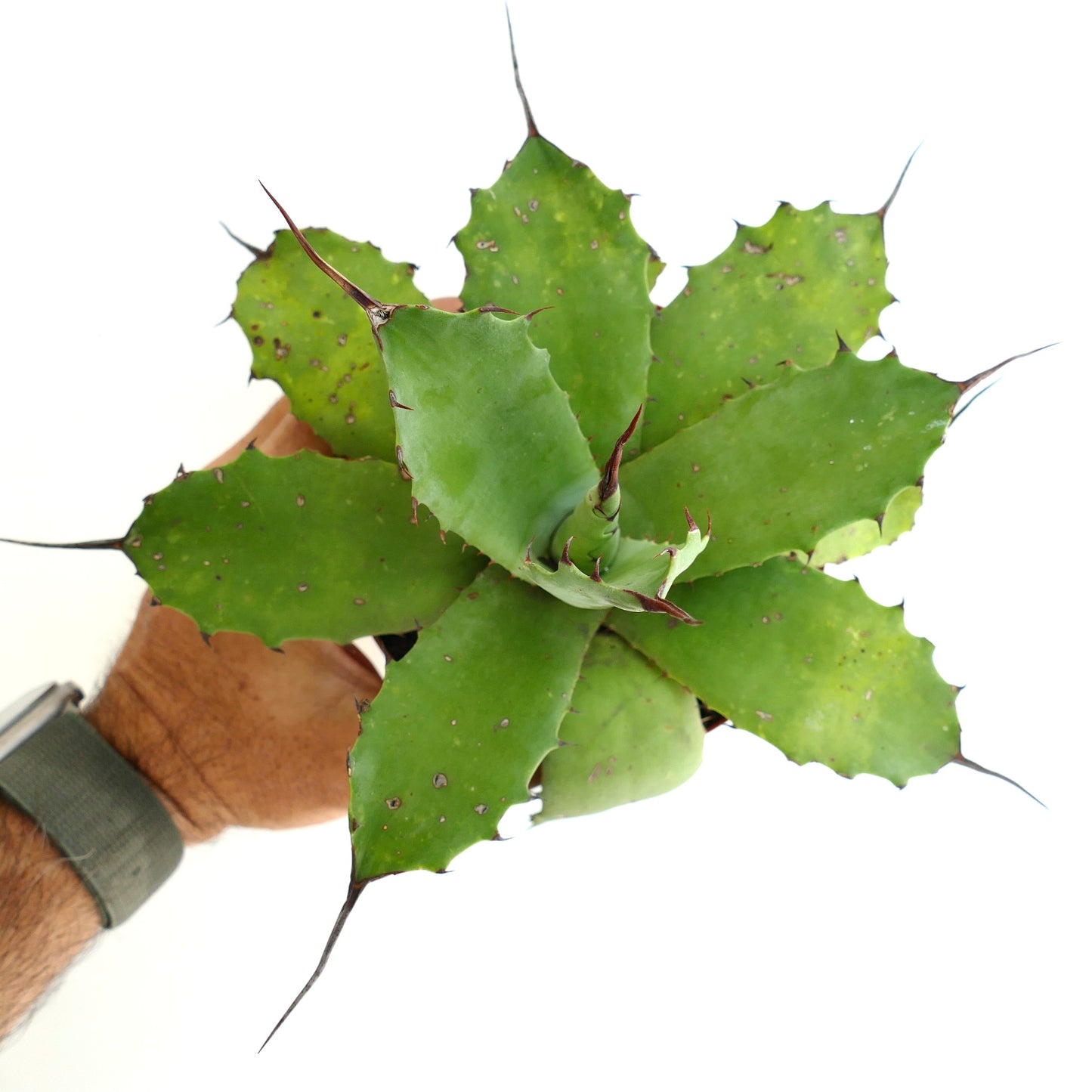 Agave parryii cv BECKY x ovatifolia GREEN succulent with thick green leaves and long sharp spines