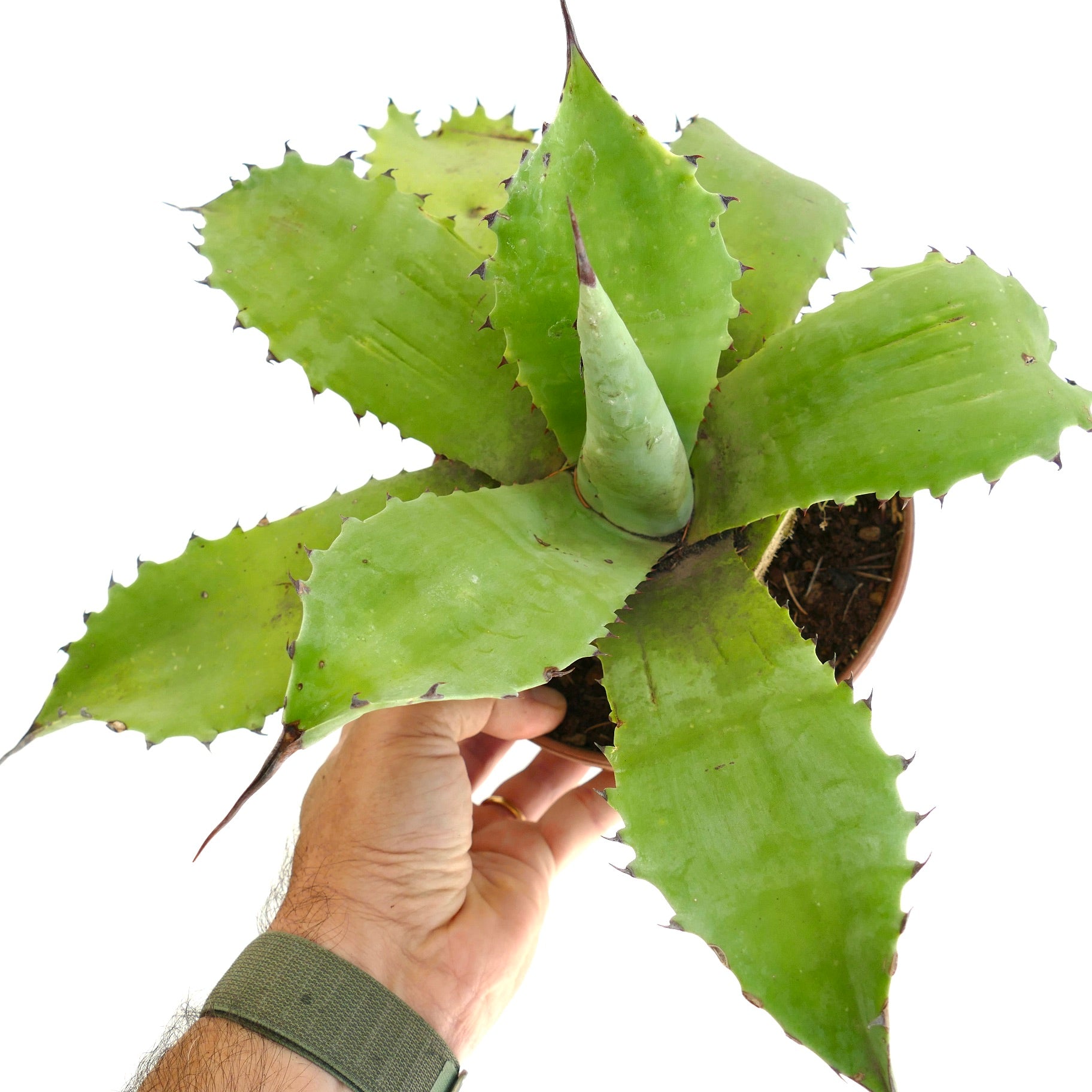 Agave parryii x agave sp. cv 'BECKY' STRONG GREEN succulent with broad spiny green leaves in a pot