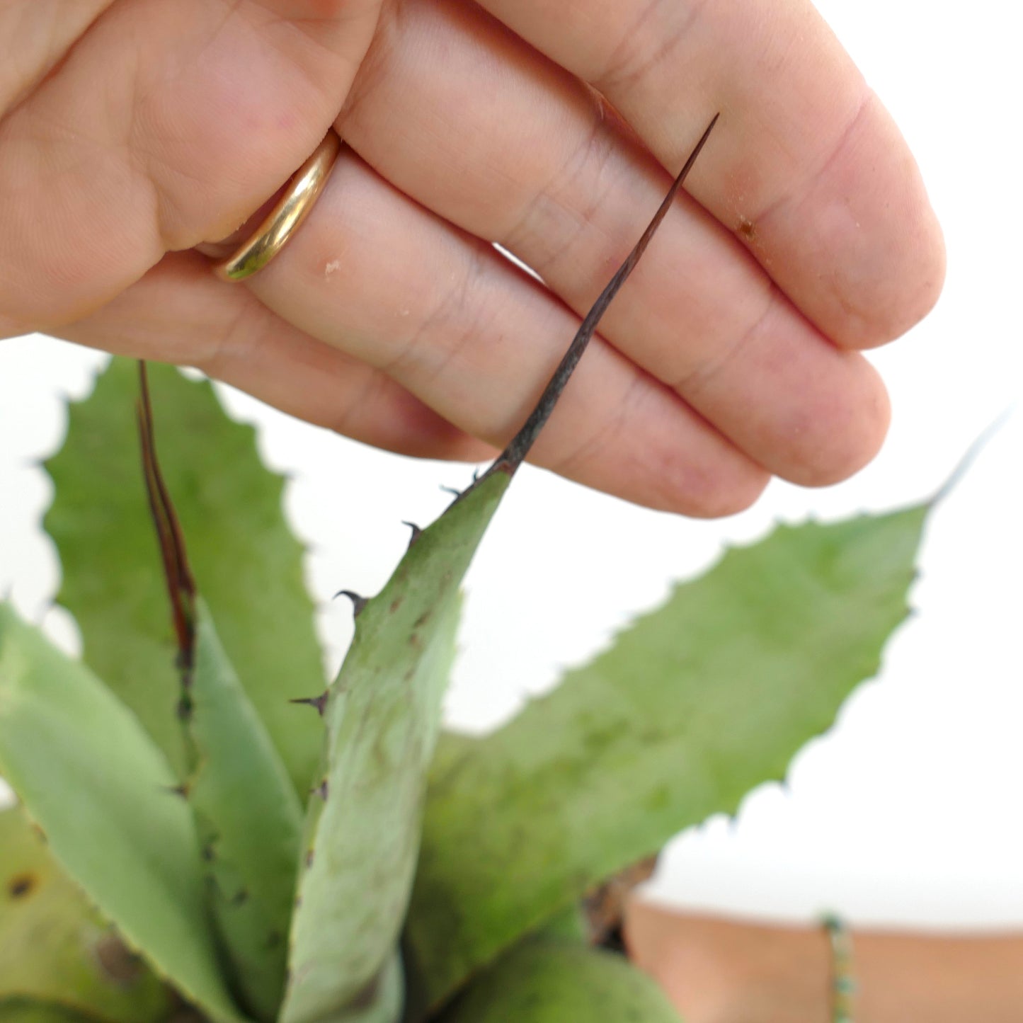 Agave parryii x utahensis eborispina succulent with long dark spines and thick green leaves