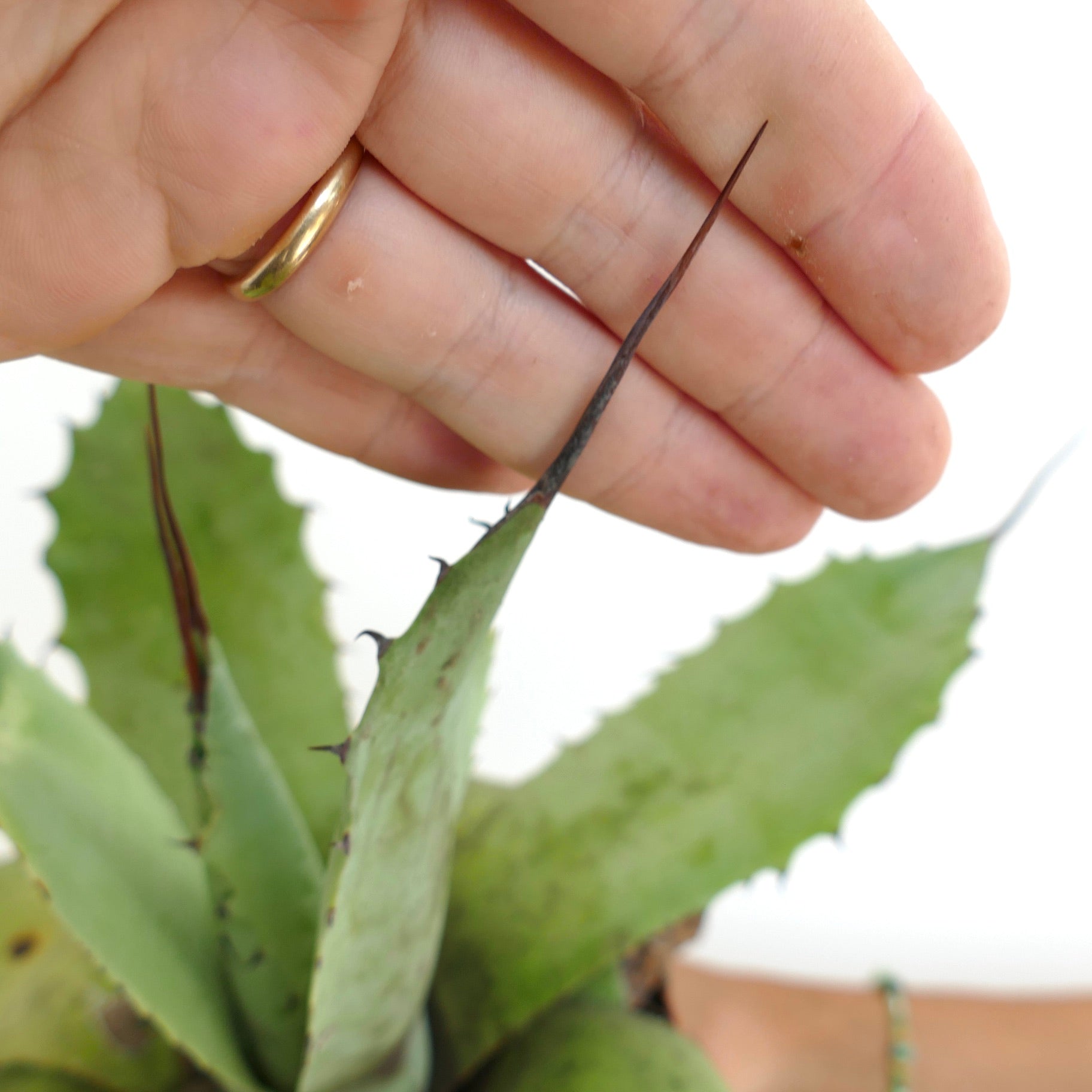 Agave parryii x utahensis eborispina succulent with long dark spines and thick green leaves