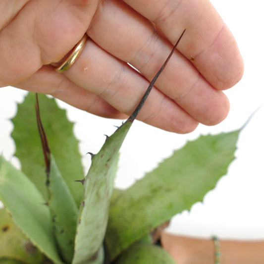 Agave parryii x utahensis eborispina succulent with long dark spines and thick green leaves