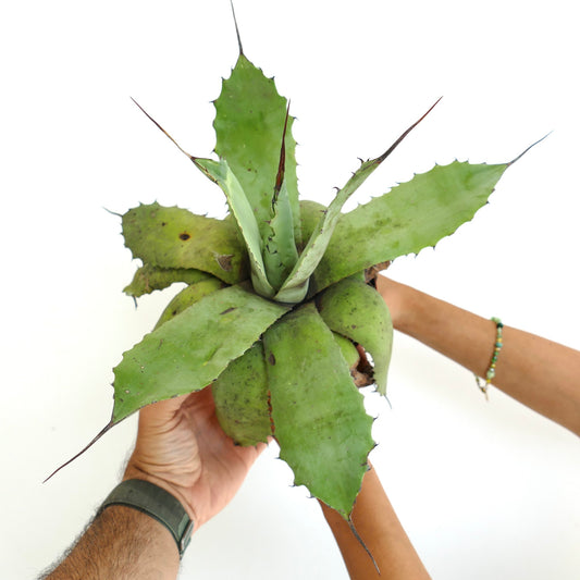 Agave parryii x utahensis eborispina succulent with long sharp spines and thick green leaves held by hands