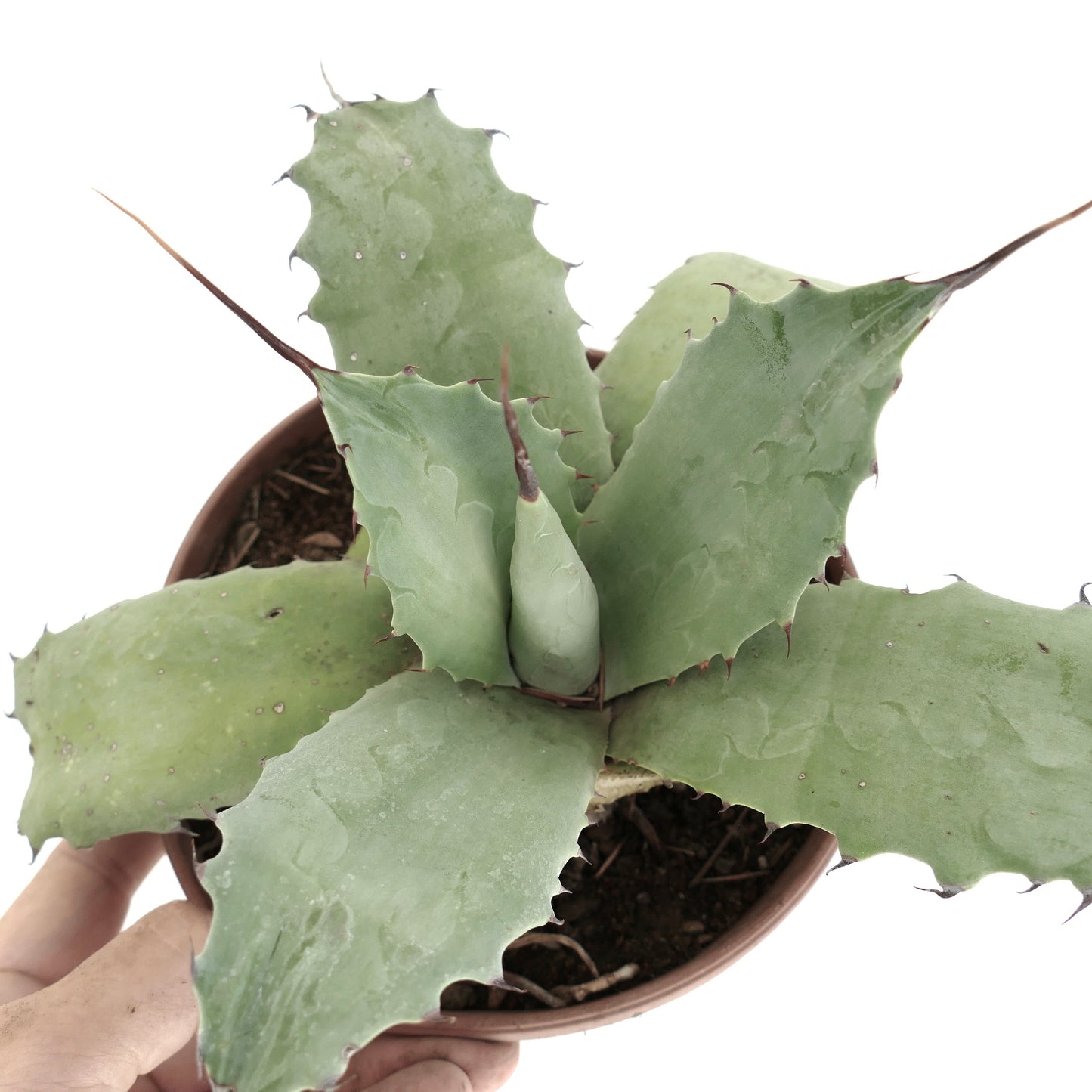Agave parryii x utahensis x cerulata succulent with broad gray-green leaves and long spines