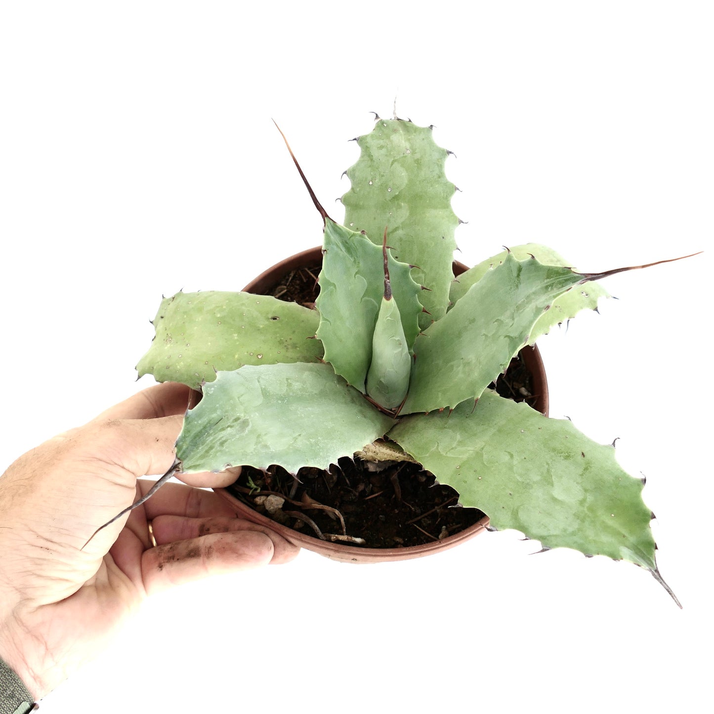 Agave parryii x utahensis x cerulata succulent with broad blue-green leaves and sharp spines