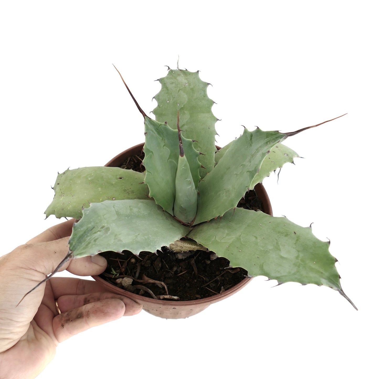 Agave parryii x utahensis x cerulata succulent with broad blue-green leaves and long sharp spines