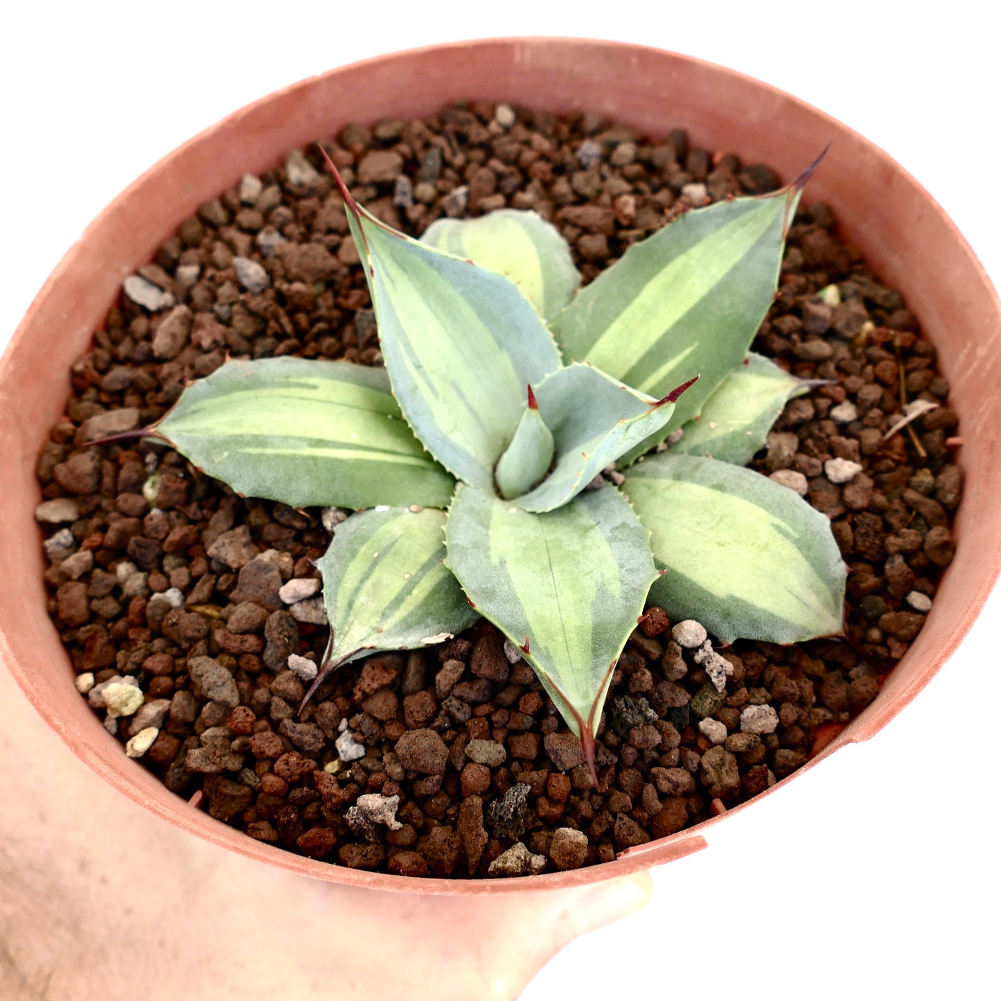 アガベ・パリーイ ssp. フアチュセンシス ‘エクセルシオール’ 厚みのある斑入りの葉と鋭い棘を持つコンパクトな多肉植物