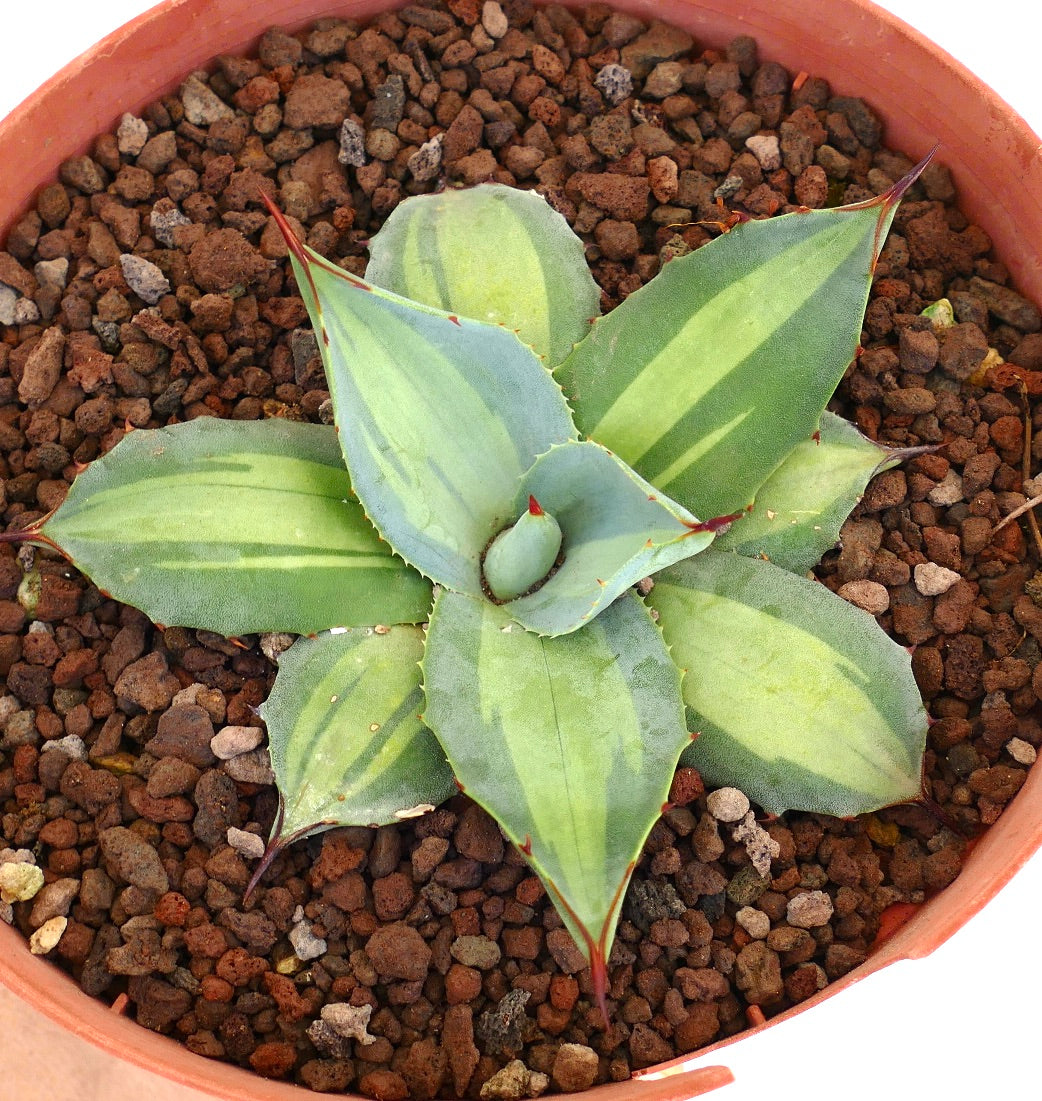 アガベ・パリー ssp. フアチュセンス ‘エクセルシオール’ 多肉植物、広い斑入りの葉と赤みを帯びたトゲがある鉢植え