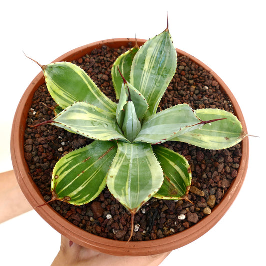 Agave parryi truncata succulent with variegated green and cream leaves and sharp spines