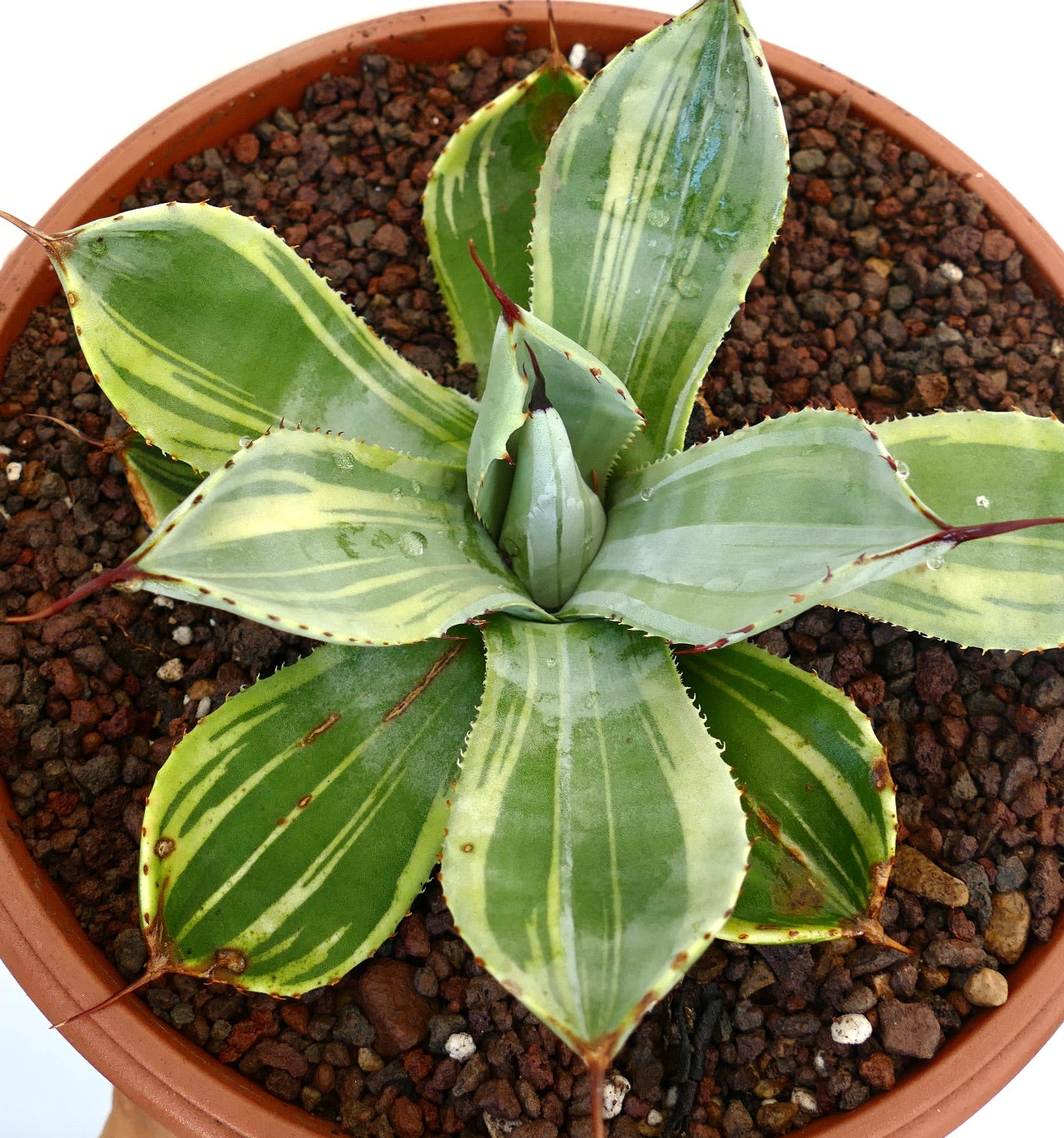 鉢植えのアガベ・パリーイ・トゥルンカータ、多肉植物で、幅広の班入り葉と鋭い赤みがかった棘が特徴です