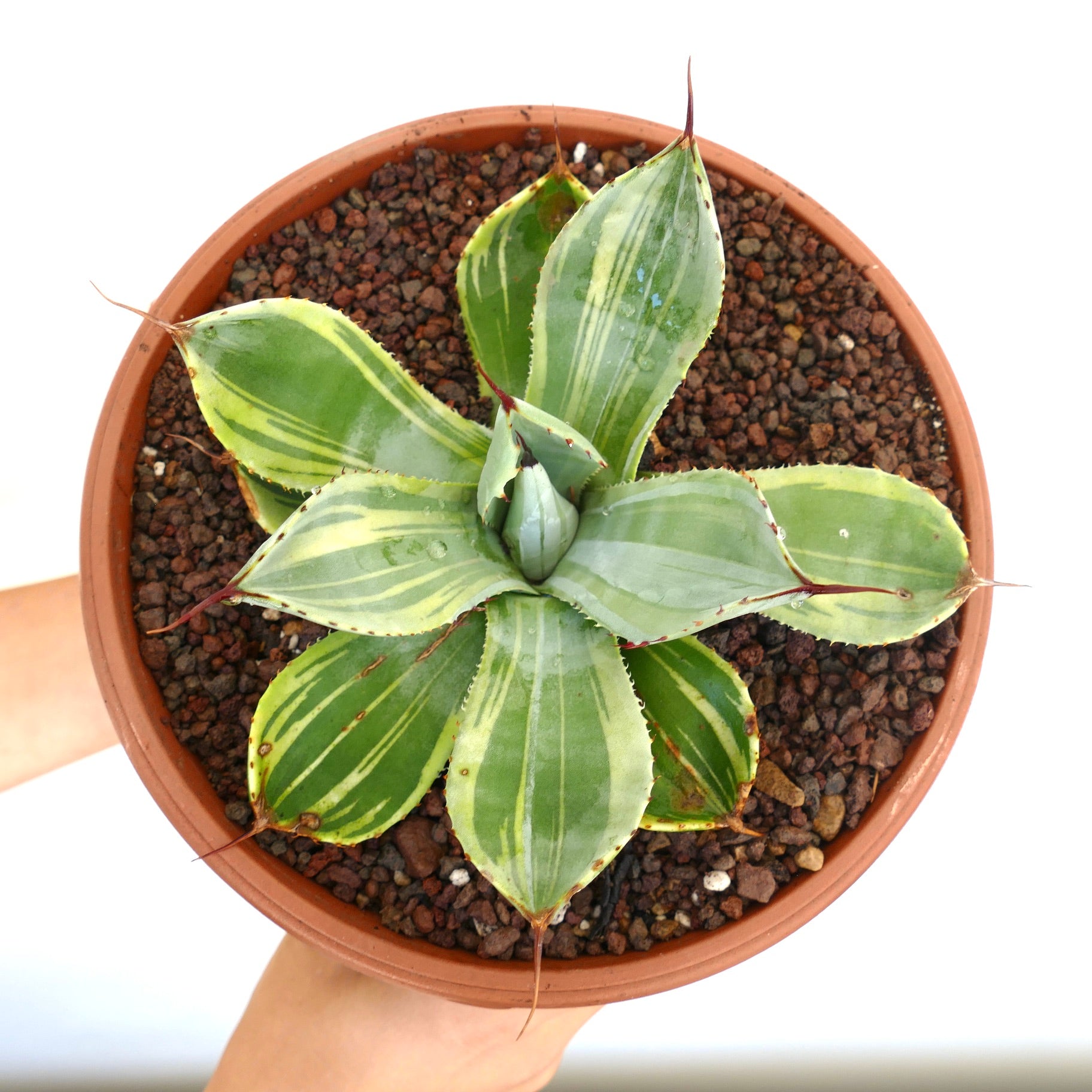 鉢植えの葉が幅広く斑入りで、鋭い先端のとげを持つアガヴェ・パリーイ・トランカータ 多肉植物