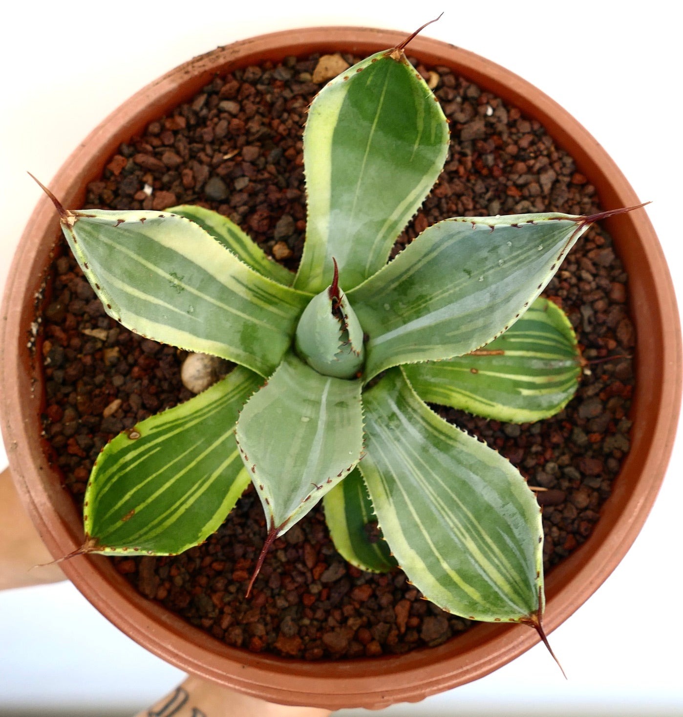 Agave parryi truncata suculenta variegada con hojas verdes anchas y espinas marrones afiladas en maceta