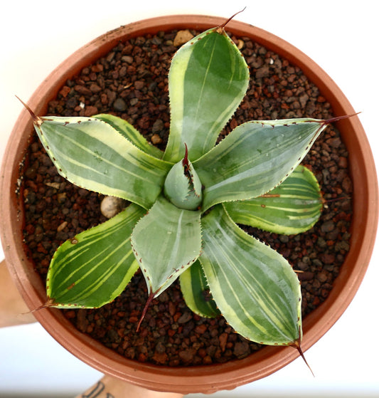 Agave parryi truncata variegated succulent with broad green leaves and sharp brown spines in pot