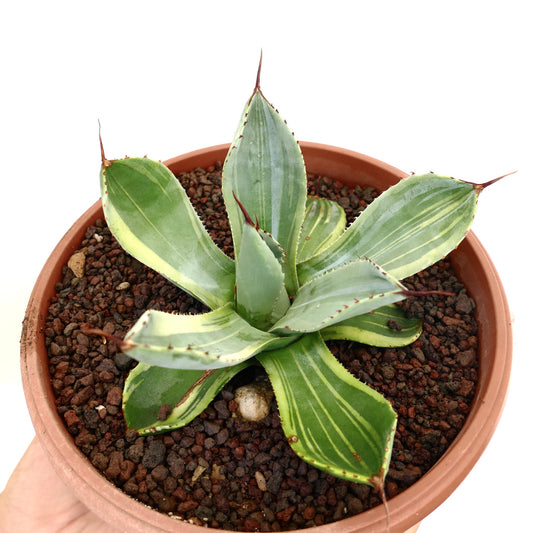 Agave parryi truncata variegated succulent with broad striped leaves and sharp spines in pot