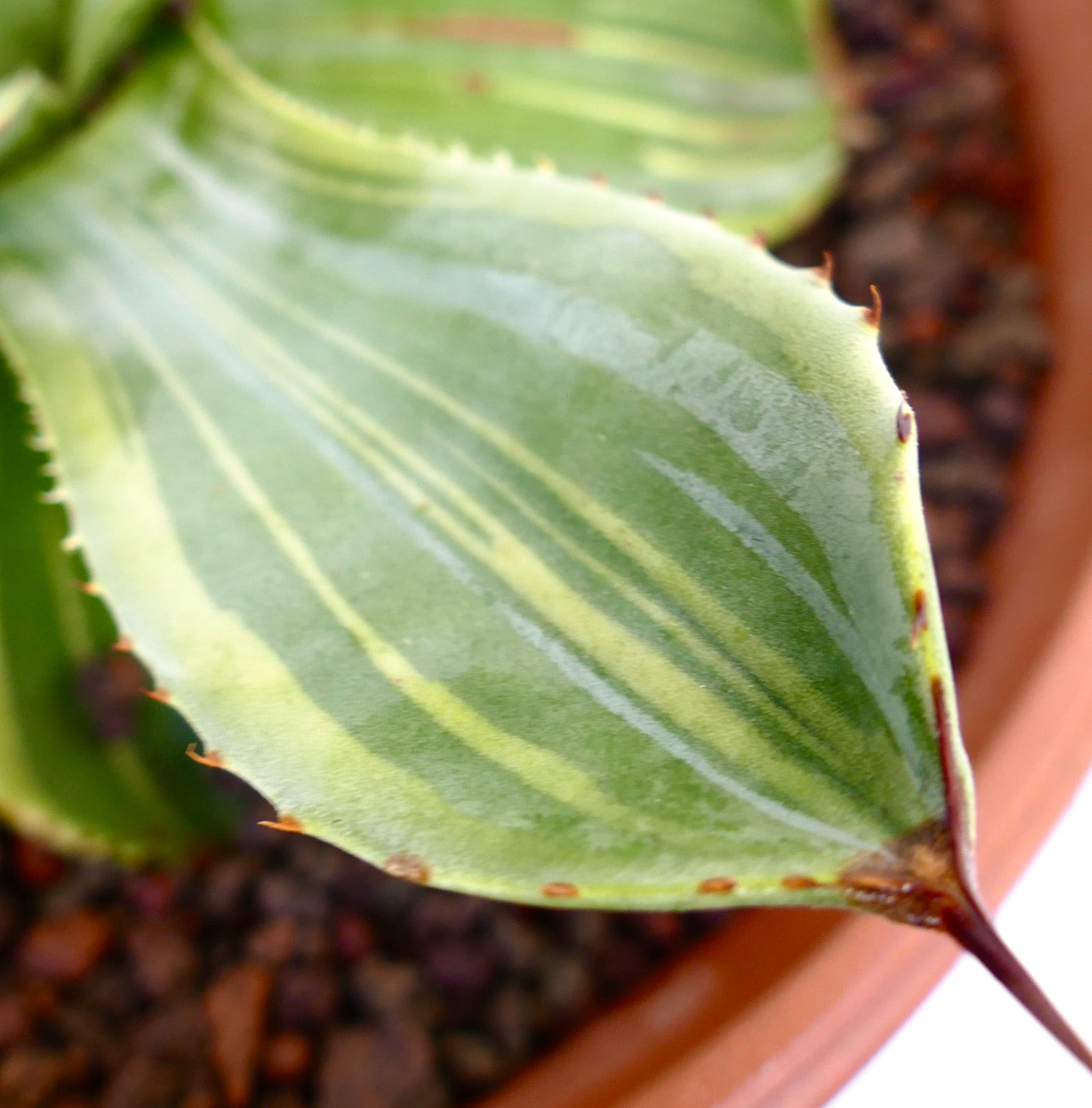 Agave parryi truncata suculenta con hojas gruesas variegadas y pequeñas espinas marrones en los bordes