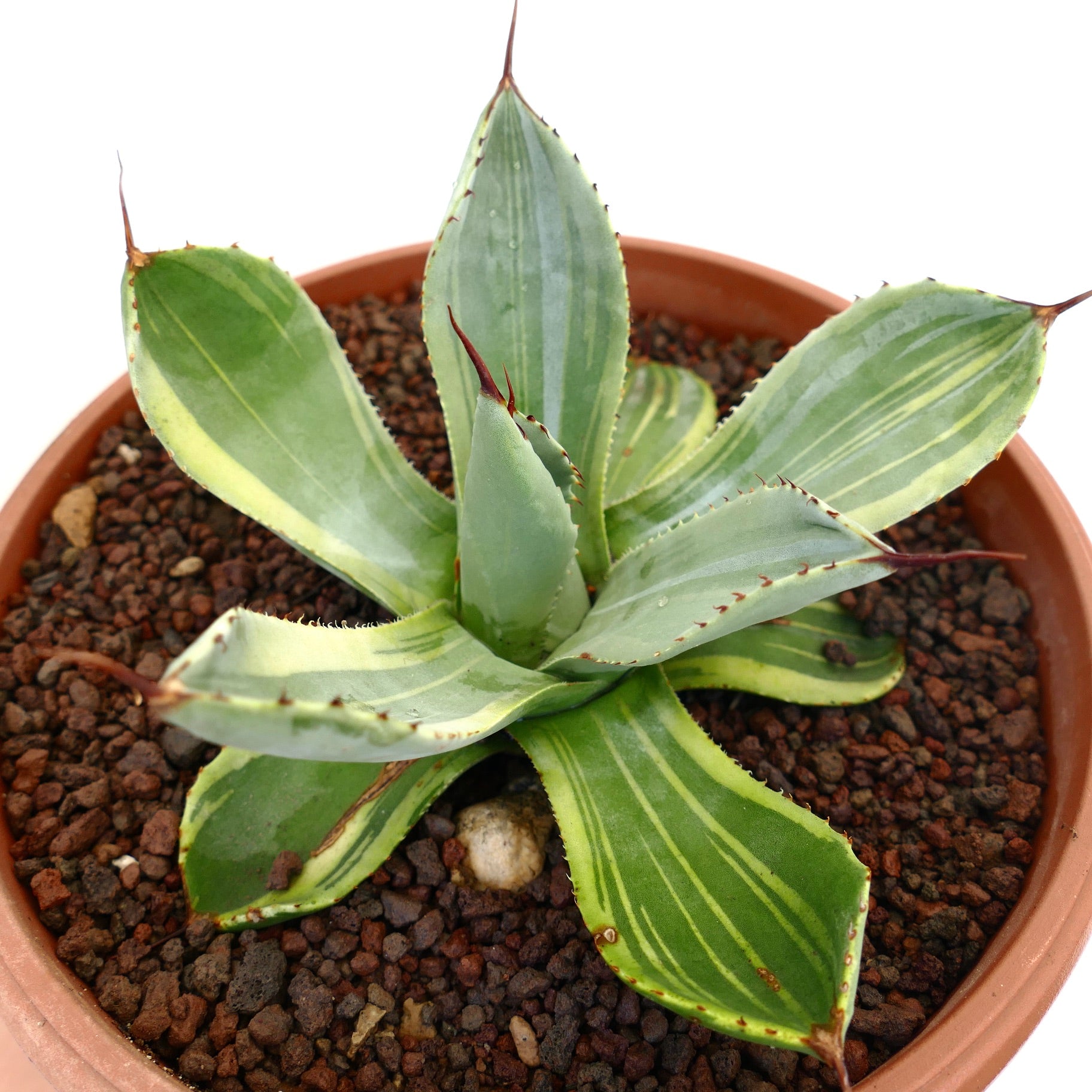 Suculenta Agave parryi truncata con hojas anchas variegadas y espinas rojizas afiladas en maceta
