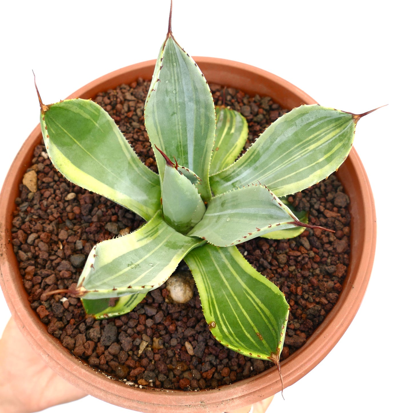 Agave parryi truncata suculenta variegada con hojas anchas a rayas y espinas afiladas en maceta