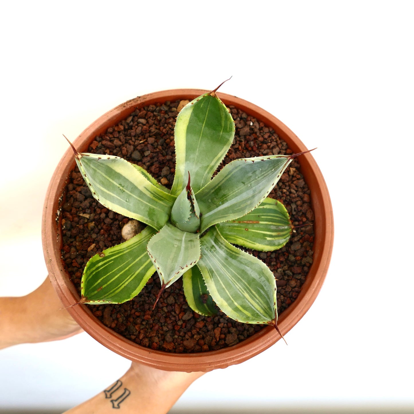 Agave parryi truncata variegada suculenta con hojas anchas y espinosas en maceta de terracota