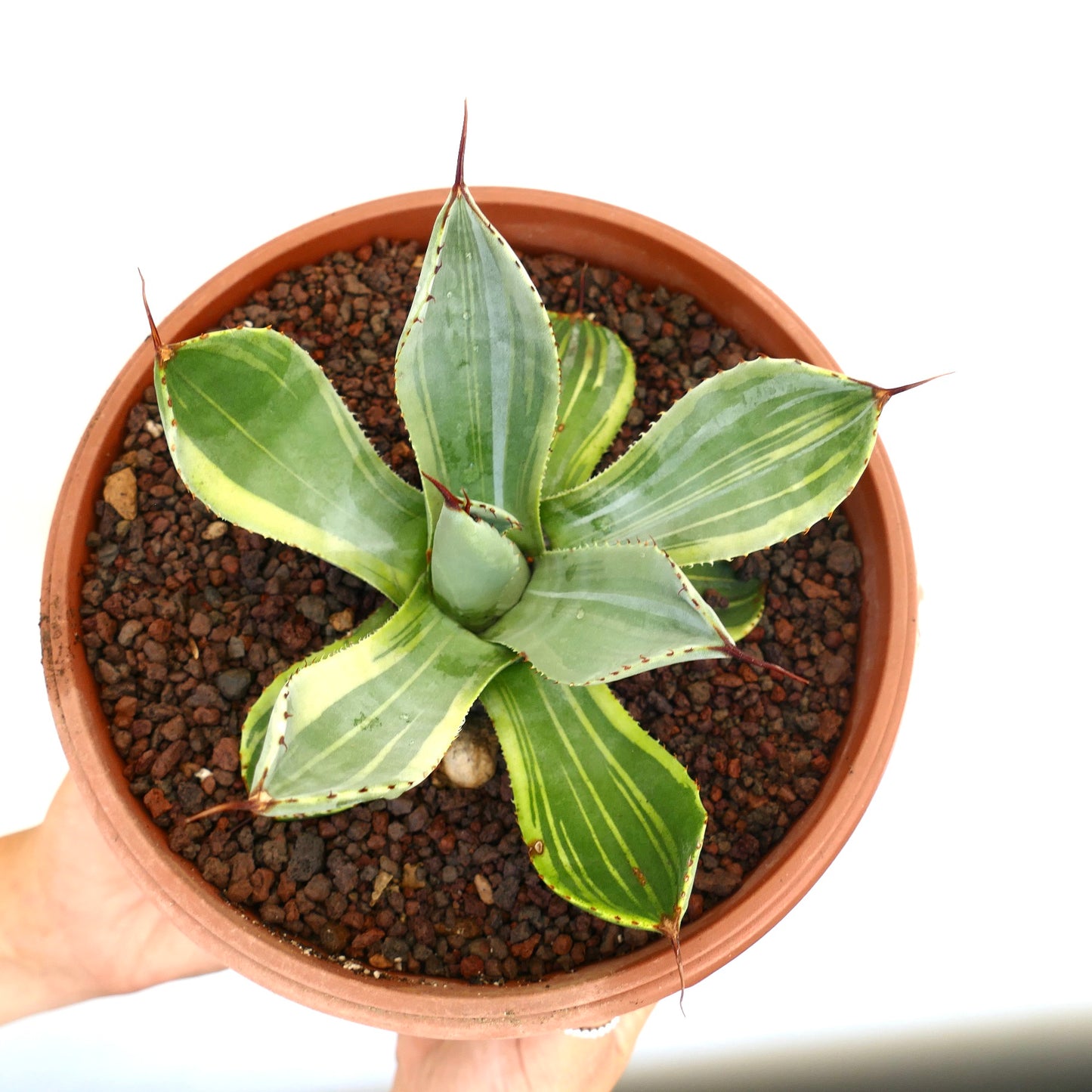 Suculenta variegada Agave parryi truncata con hojas anchas a rayas y espinas afiladas en maceta