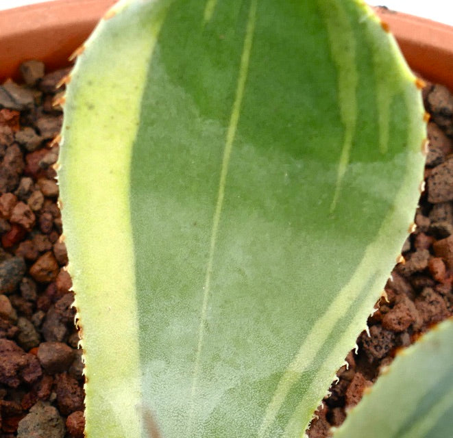 Agave parryi truncata variegado suculento con hojas gruesas verdes y amarillas y pequeñas espinas