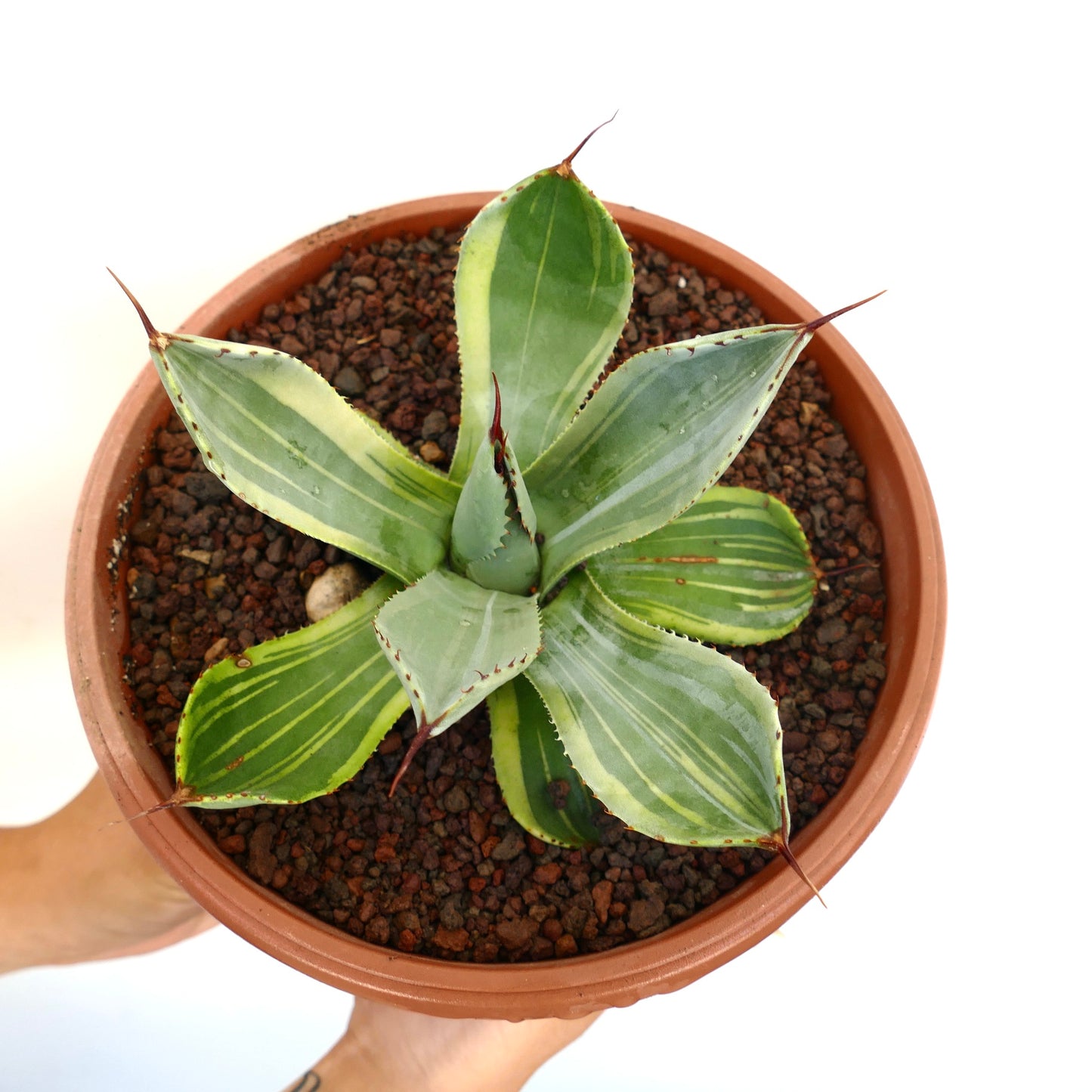 Agave parryi truncata suculenta variegada con hojas anchas verdes y espinas afiladas en maceta