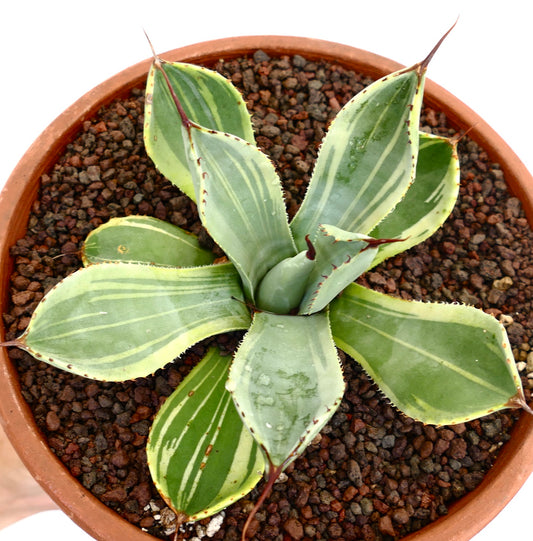 Agave parryi var. truncata Sukkulente mit breiten, panaschierten Blättern und scharfen Enddornen im Topf