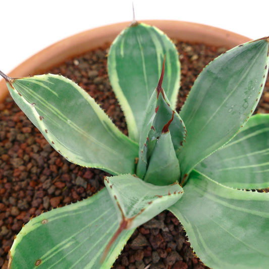 Agave parryi var. truncata Sukkulente mit breiten grünen Blättern und rötlichen Stacheln im Topf