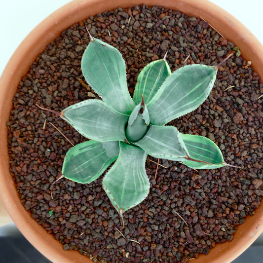 Agave parryi var. truncata succulent with broad blue-green leaves and sharp spines in terracotta pot