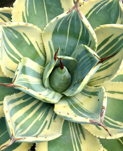 Agave parryi var truncata cv 'Lime streak' succulent with variegated striped leaves and sharp brown spines