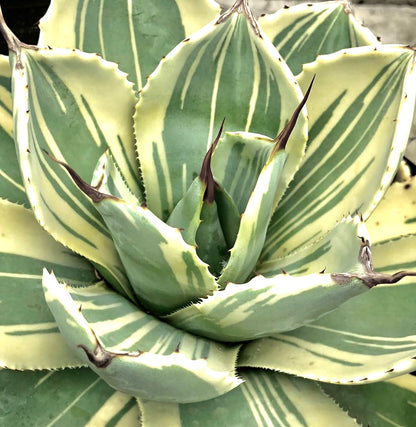 Agave parryi var truncata cv 'Lime streak' succulent with variegated striped leaves and sharp spines