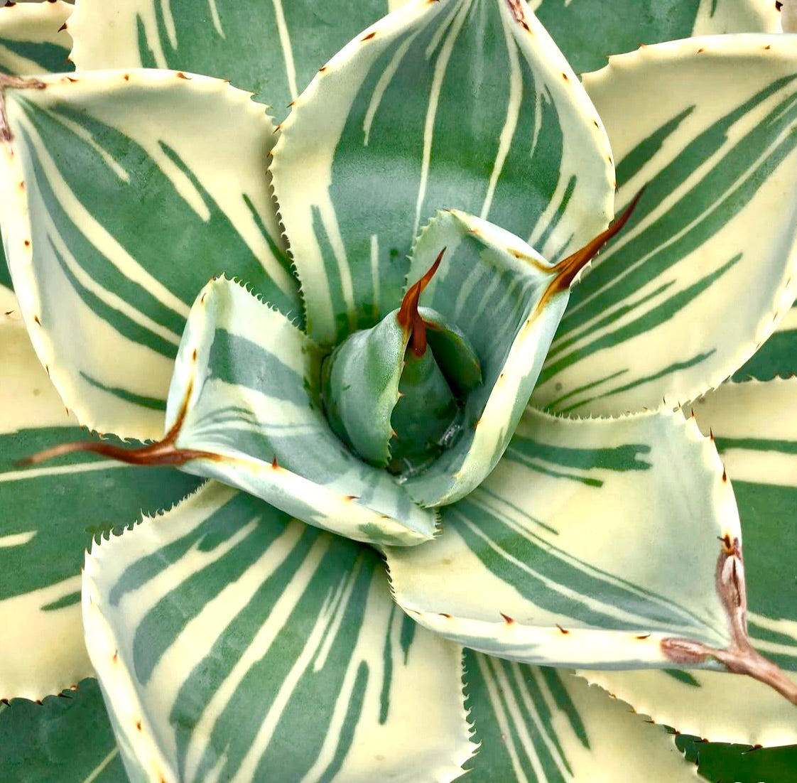 Agave parryi Hybrid | Variegated Exotic Plant for Gardners
