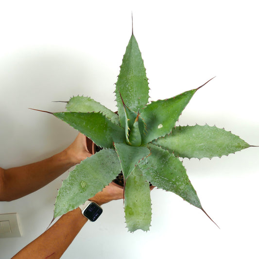 Agave parvidentata X Agave ovatifolia X Agave parrasana large succulent with spiny green leaves and pointed tips