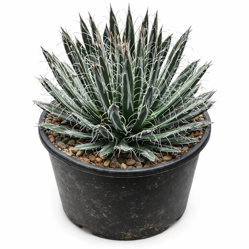 Agave parviflora rare succulent with narrow spiny leaves and white filaments in black pot