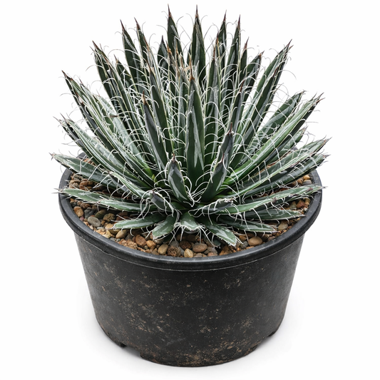 Agave parviflora rare succulent with narrow spiny leaves and white filaments in black pot
