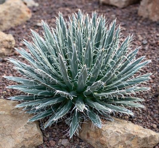 Agave polyantiflora succulent with narrow blue-green leaves and white curly filaments growing in rocky soil