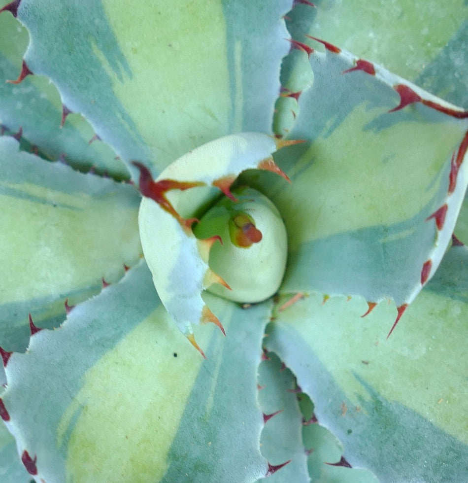 Agave potatorum cv BLUE PEARL