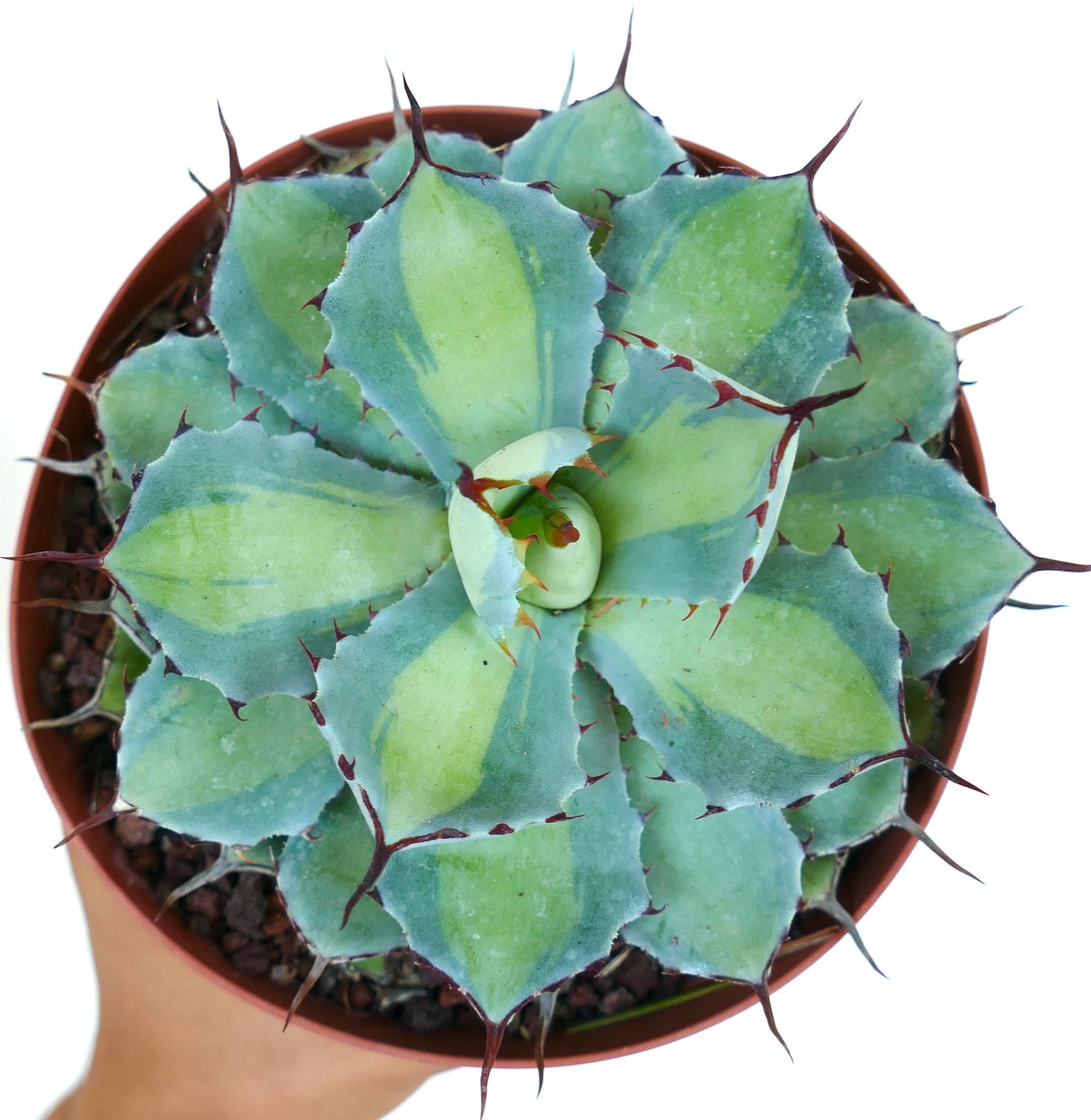 Agave potatorum cv BLUE PEARL