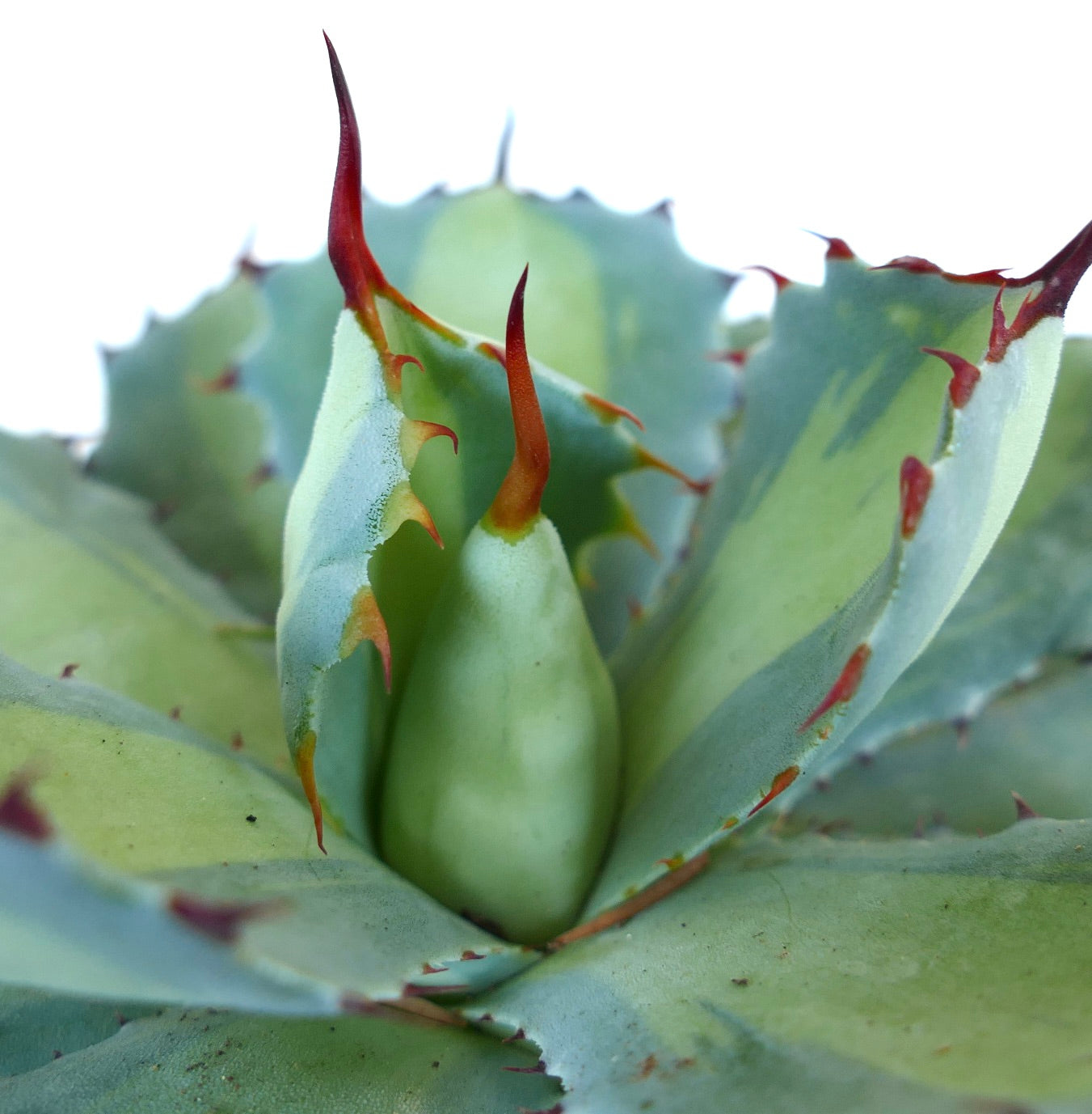 Agave potatorum cv BLUE PEARL