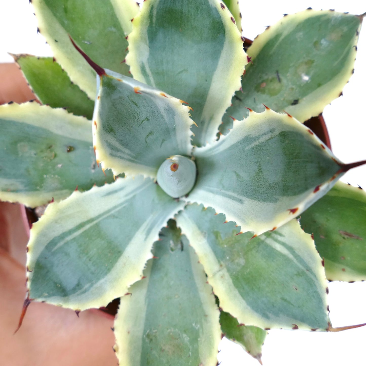 Agave potatorum cv Kissho Kan VARIEGATED