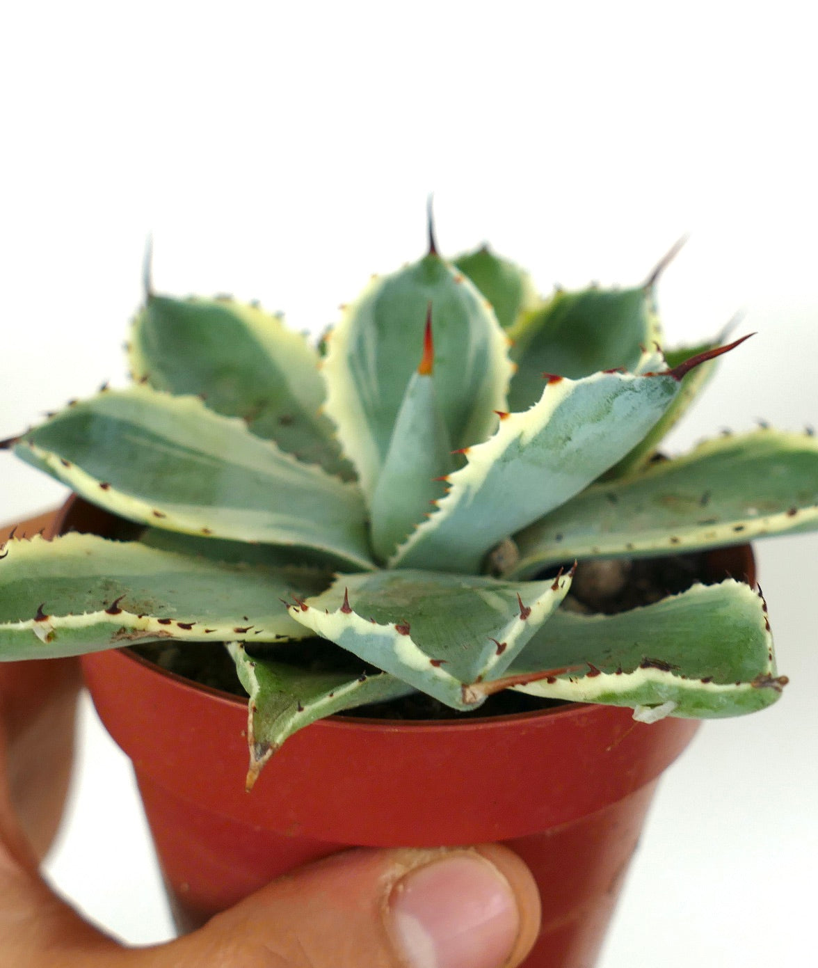 Agave potatorum cv Kissho Kan VARIEGATED