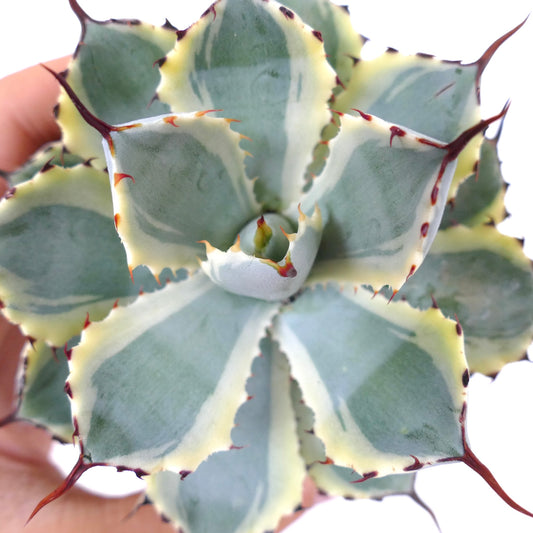 Agave potatorum cv "DESERT DIAMOND" x BECKY