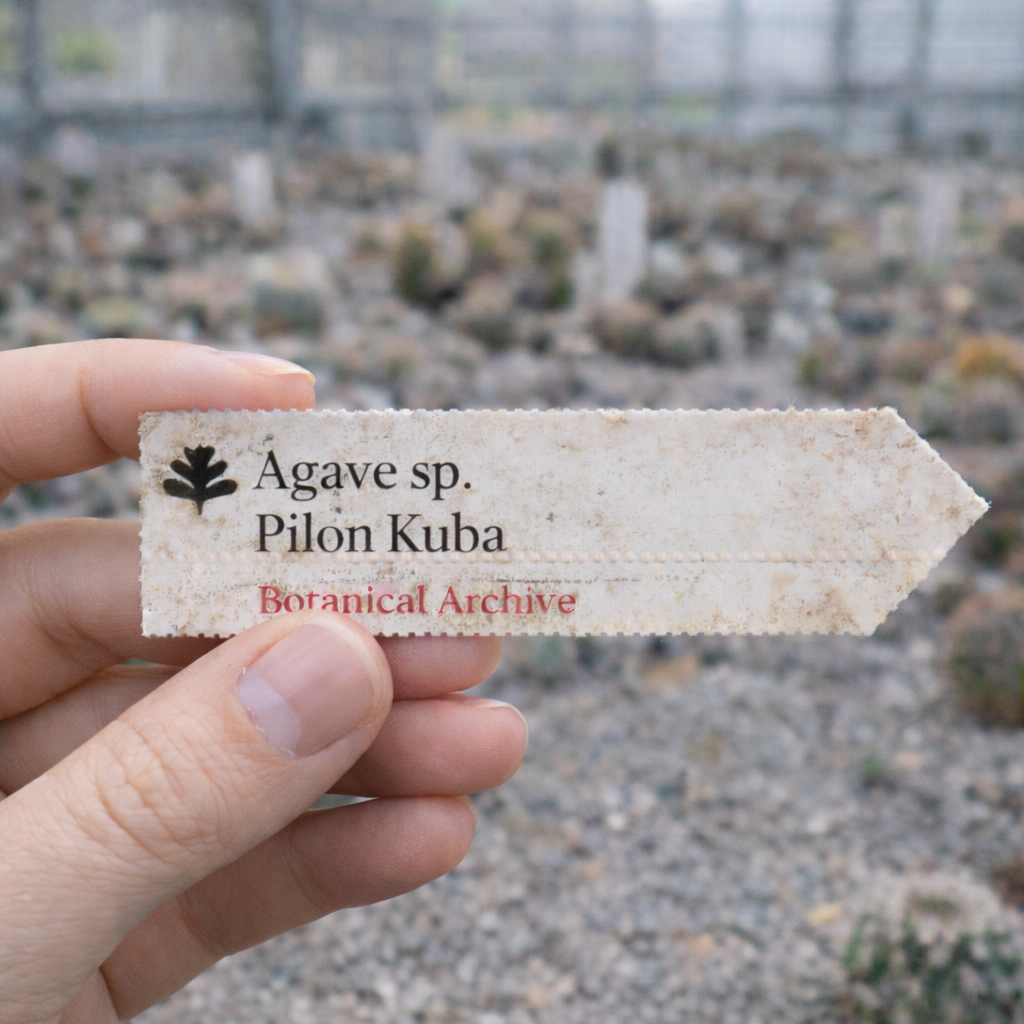 Printed plant label for Agave sp. Pilon Kuba held outdoors in nursery setting