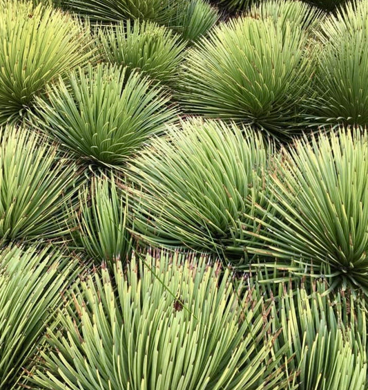 Agave stricta dense rosette succulent with spiky green leaves and brown tips