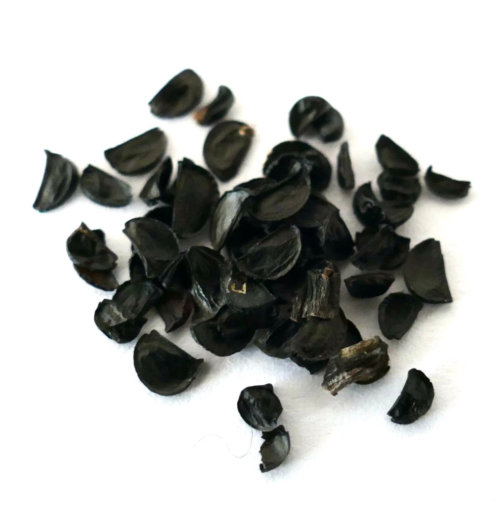 Semi di Agave stricta var echinus dark glossy per la propagazione di piante succulente rare