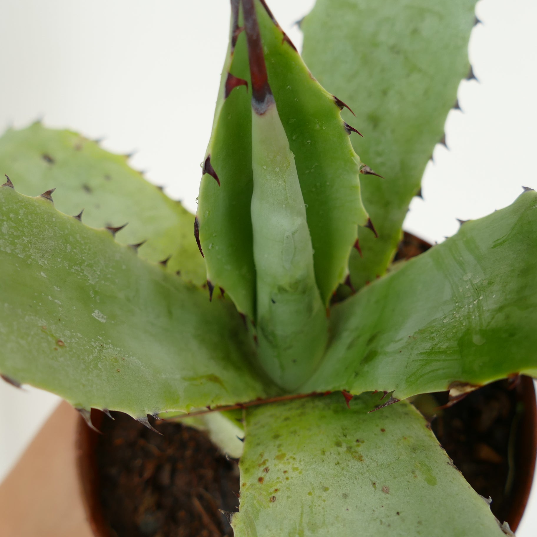 厚みのある緑色の葉と赤みがかった棘を持つアガベ・サブシンプレックスの多肉植物、小さな鉢植え