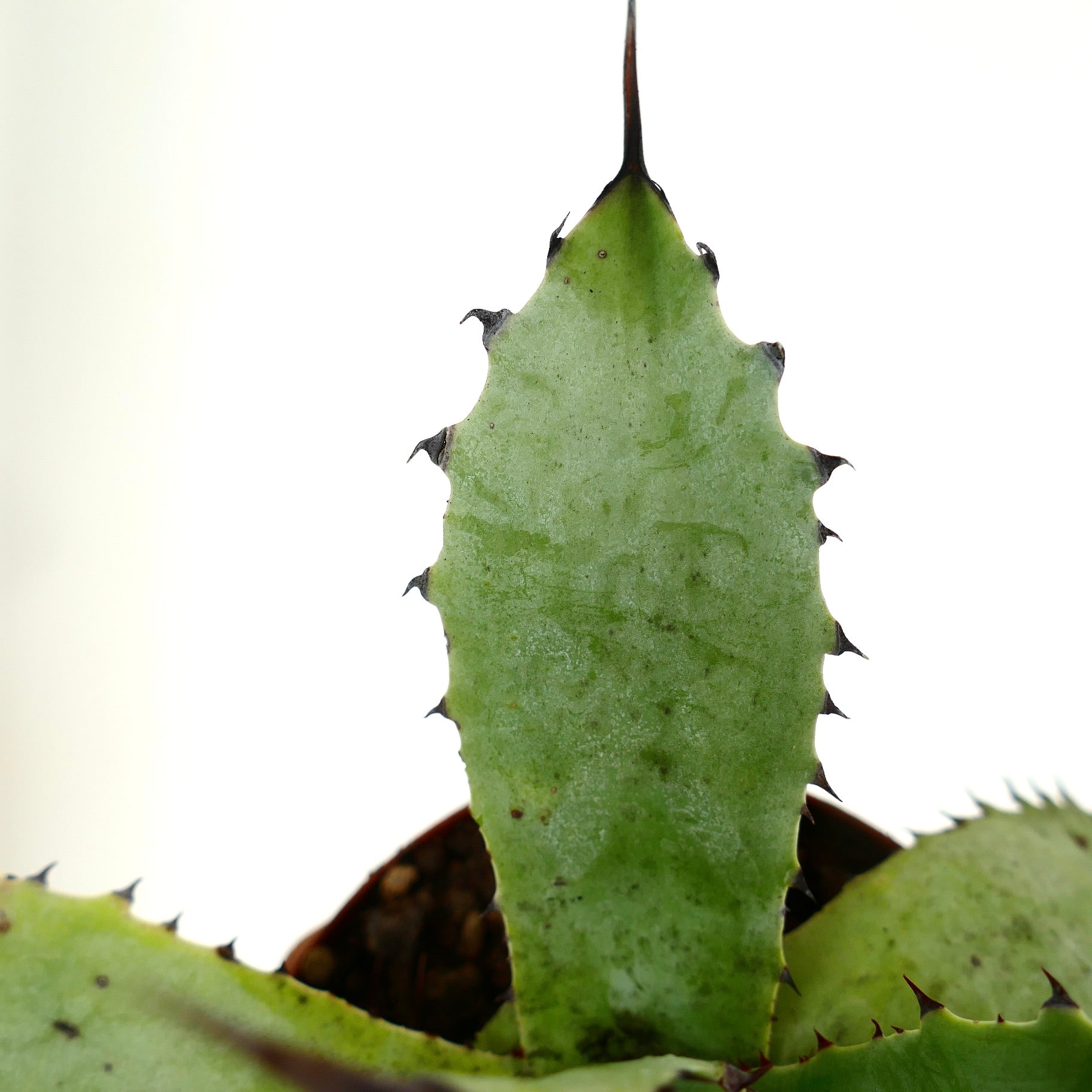 肉厚の緑色の葉と縁に沿った鋭い濃色の棘を持つアガベ・サブシンプレックスの多肉植物