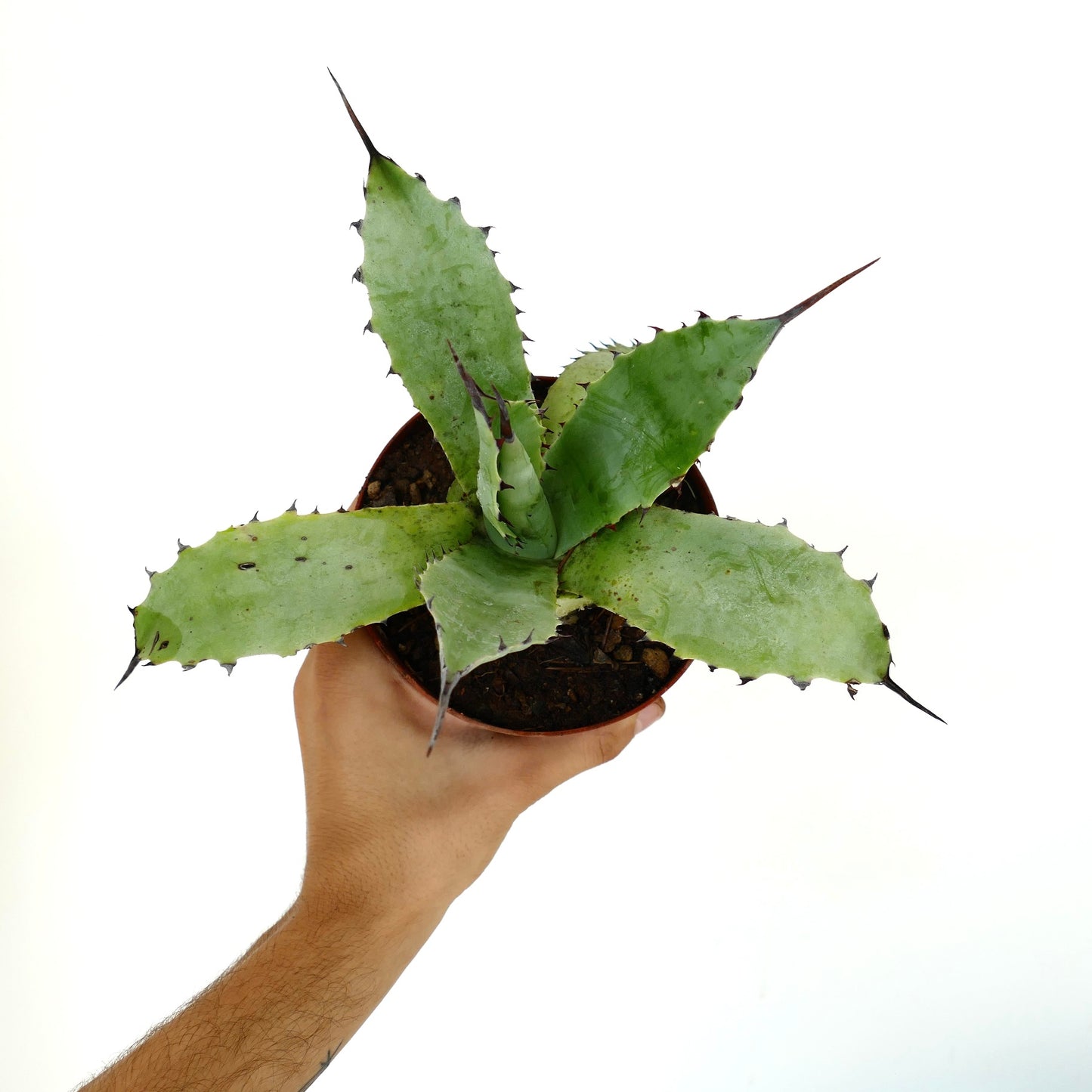 厚みのある緑色の葉と目立つ濃いとげを持つアガベ・サブシンプレックスの多肉植物、小さな鉢植え