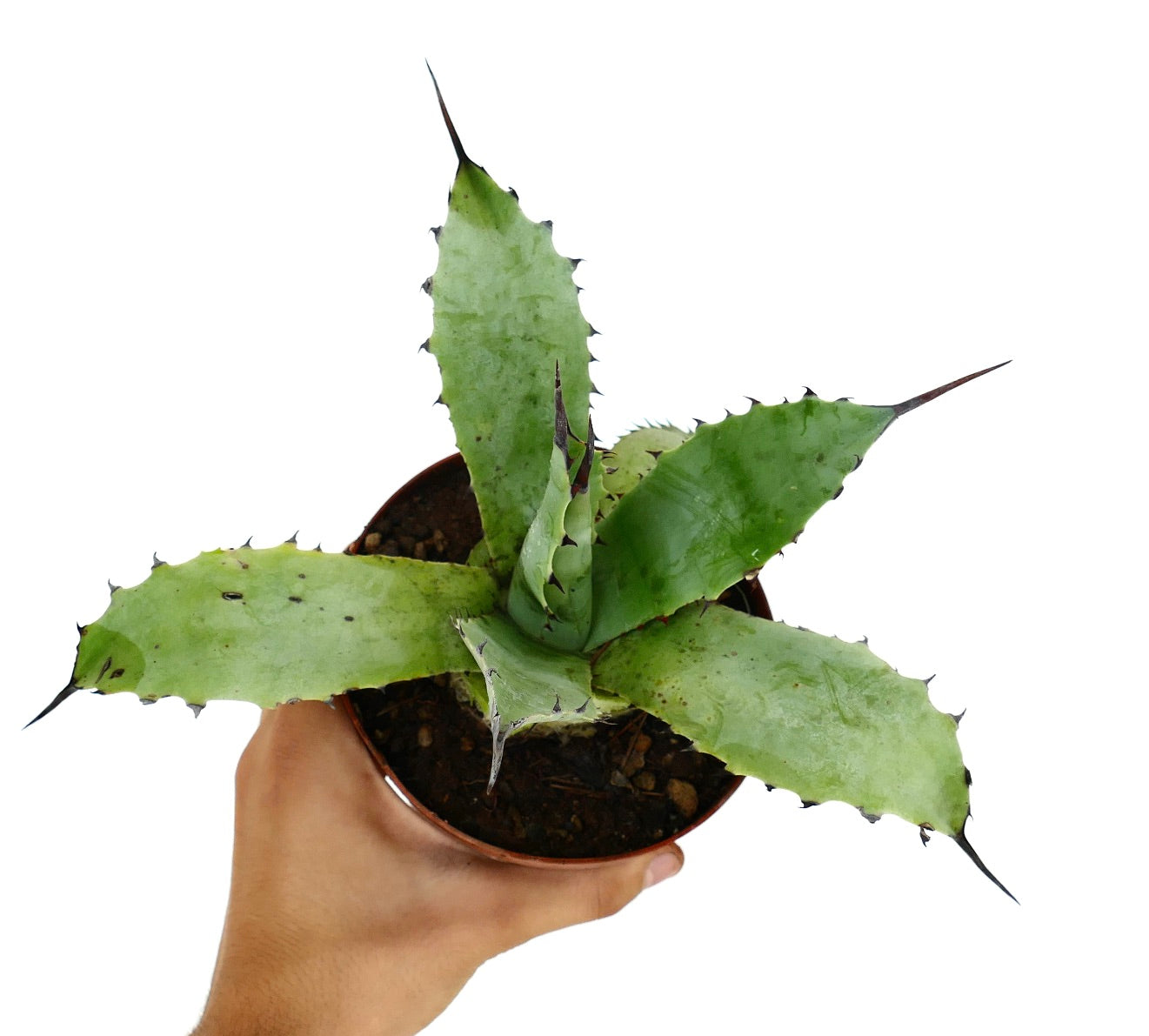 太く緑色の葉と鋭い暗色の棘をもつアガベ・サブシンプレックス 多肉植物の鉢植えを手に持っている様子