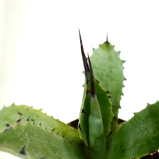 Agave subsimplex F1 X succulent with thick green leaves and prominent dark spines