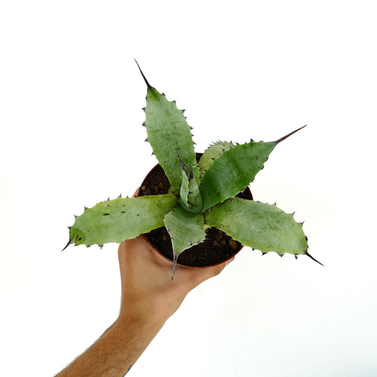 Agave subsimplex succulent with thick green leaves and sharp dark spines in small pot