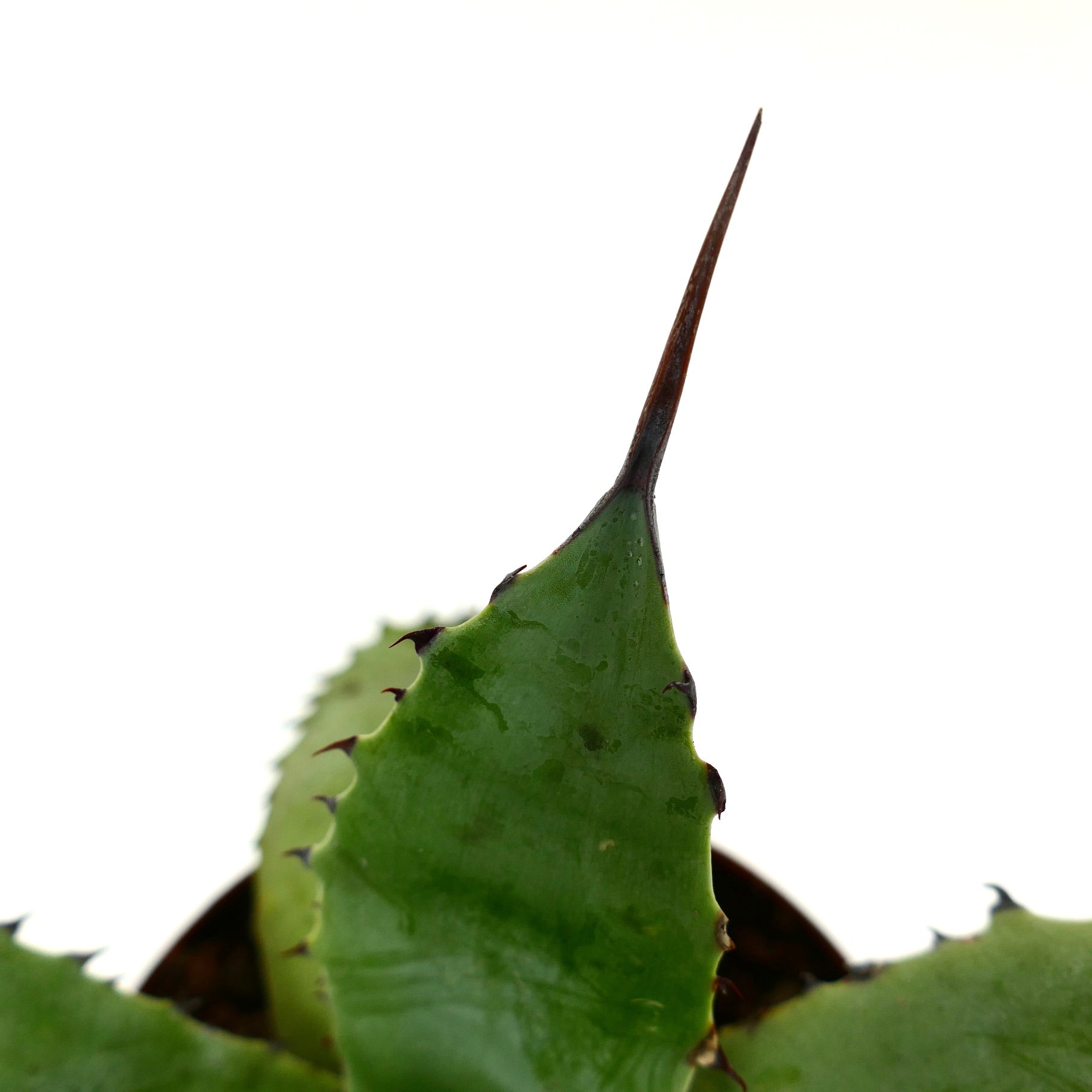 厚みのある緑色の葉と目立つ濃い茶色の先端棘を持つアガベ・サブシンプレックス 多肉植物